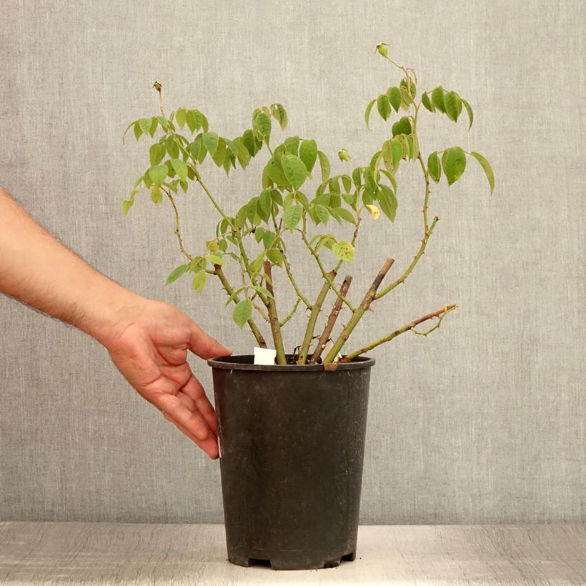 Exemplar von Rosa moschata Kathleen - Moschus-Rose Topf mit 4L/5L wie im Sommer geliefert