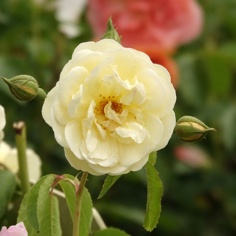 Rosa moschata La feuillerie - Moschus-Rose (Blüte)