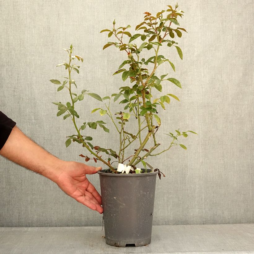Exemplar von Rosa moschata Machera - Moschus-Rose Topf mit 4L/5L wie im Sommer geliefert