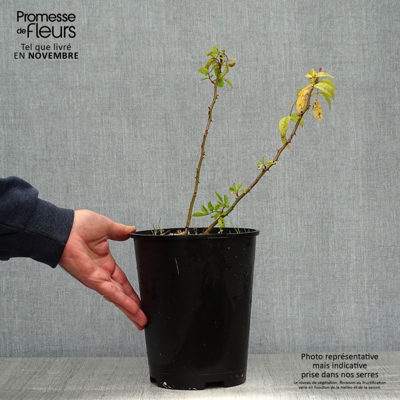 Exemplar von Rosa moschata Matchball - Moschus-Rose Topf mit 4L/5L wie im Herbst geliefert