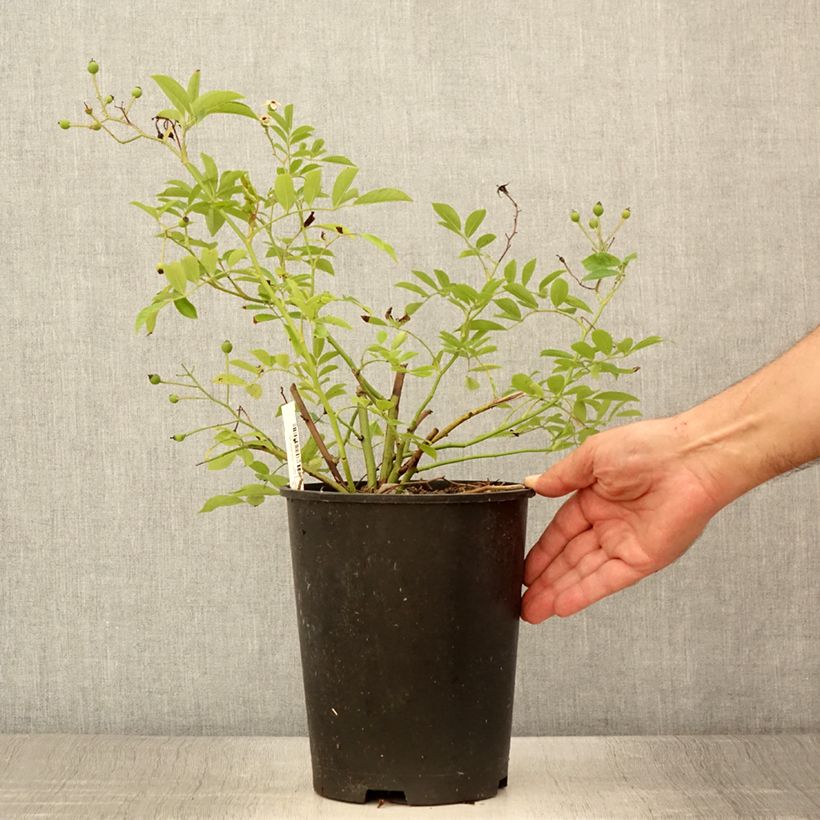 Exemplar von Rosa moschata Millie Fleur - Moschus-Rose Topf mit 4L/5L wie im Sommer geliefert
