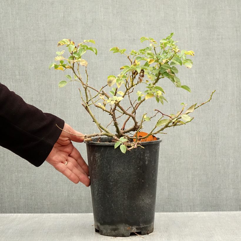 Exemplar von Rosa Nadia Meillandecor - Bodendecker-Rose Topf mit 4L/5L wie im Herbst geliefert