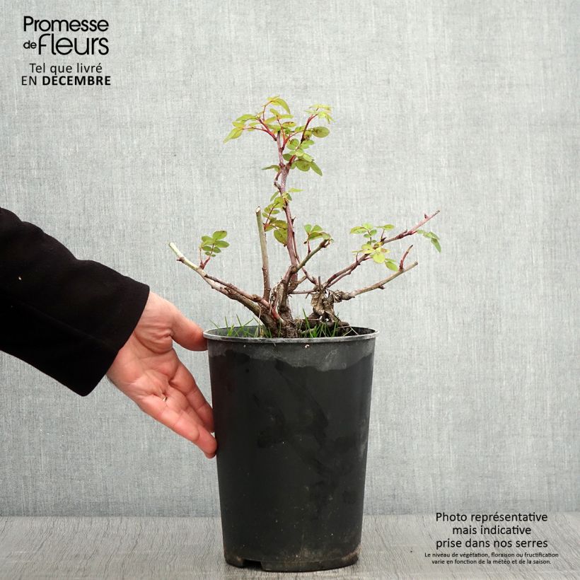 Exemplar von Rosa Nevada - Polyantha-Rose Topf mit 4L/5L wie im Herbst geliefert