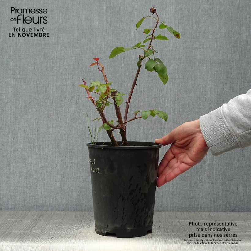 Exemplar von Rosa Grand Hotel - Polyantha-Rose Topf mit 4L/5L wie im Herbst geliefert