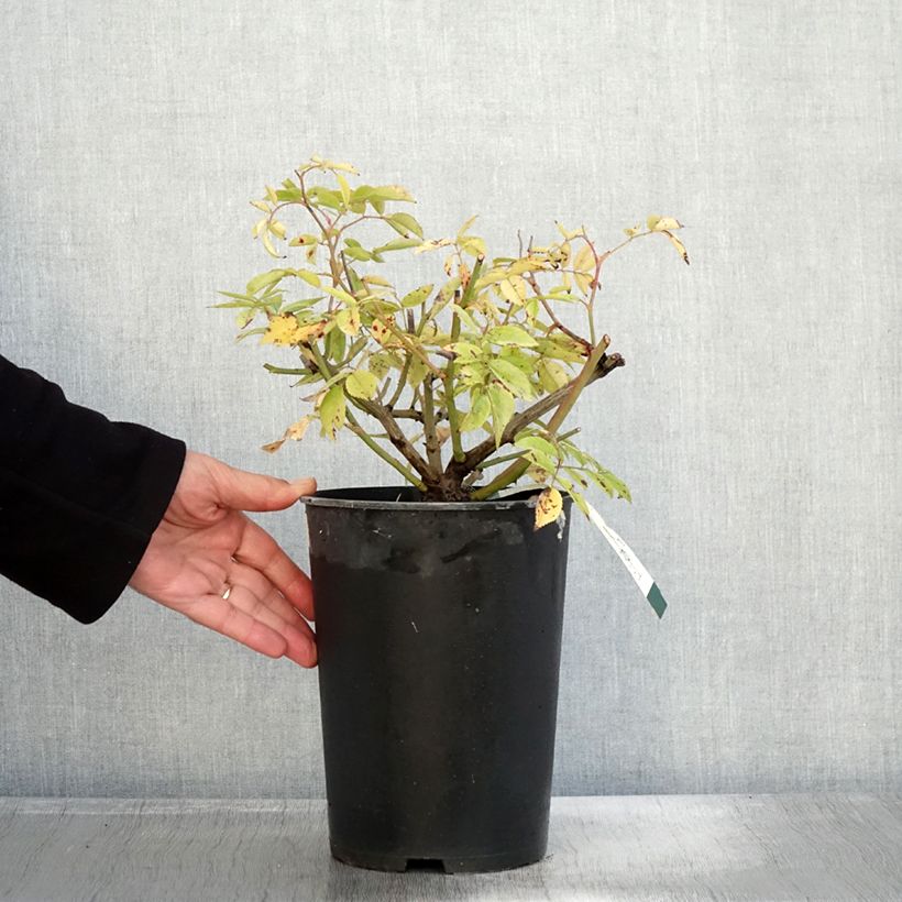 Exemplar von Rosa moschata Petite de Terre Franche - Moschus-Rose Topf mit 4L/5L wie im Herbst geliefert