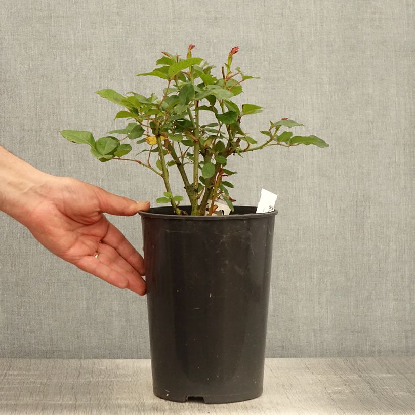 Exemplar von Rosa Prins Alexander - Englische Rose Topf mit 4L/5L wie im Frühjahr geliefert