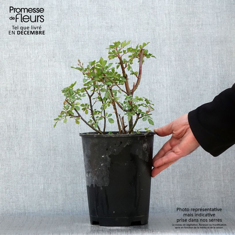 Exemplar von Rosa moschata Puccini - Moschus-Rose Topf mit 4L/5L wie im Herbst geliefert