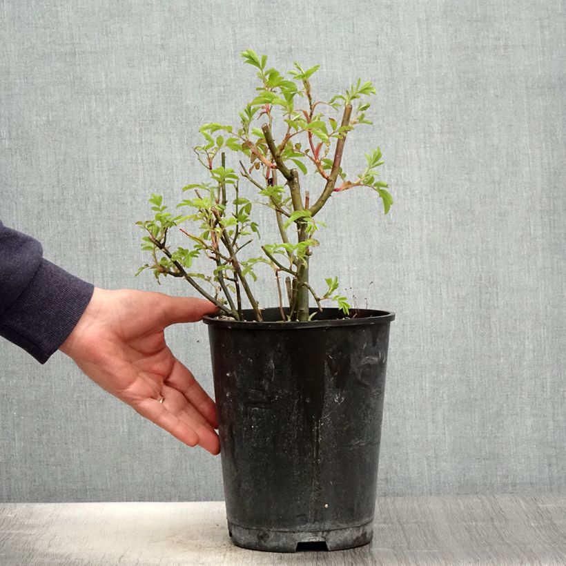 Exemplar von Rosa moschata Puccini - Moschus-Rose Topf mit 4L/5L wie im Frühjahr geliefert