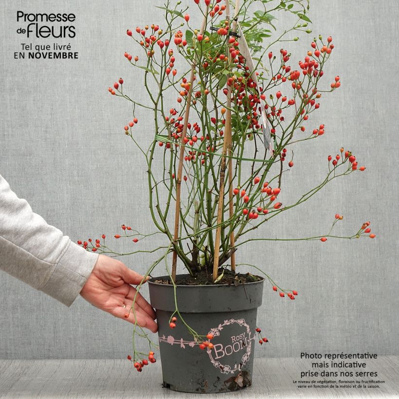 Exemplar von Rosa Rosy Boom Dynamic Hip Hop - Polyantha-Rose Topf mit 6L/7L wie im Herbst geliefert