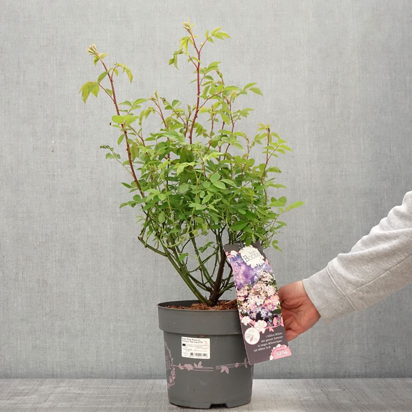 Exemplar von Rosa Rosy Boom Dynamic Hip Hop - Polyantha-Rose Topf mit 6L/7L wie im Frühjahr geliefert