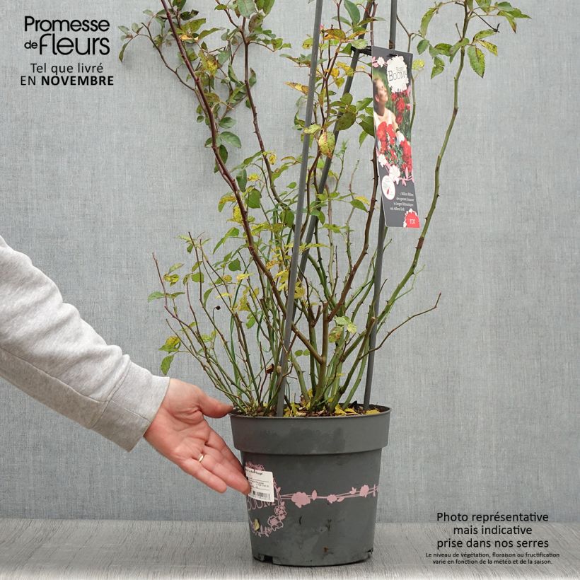 Exemplar von Rosa Rosy Boom rouge La Belle Rouge - Polyantha-Rose Topf mit 6L/7L wie im Herbst geliefert