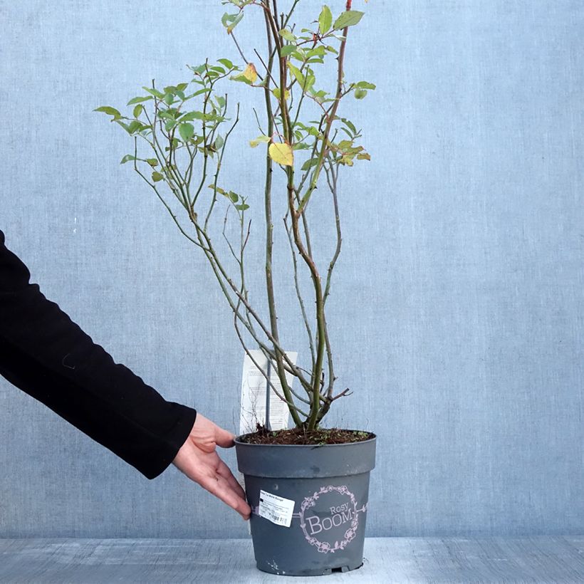 Exemplar von Rosa Rosy Boom rouge La Belle Rouge - Polyantha-Rose Topf mit 6L/7L wie im Winter geliefert