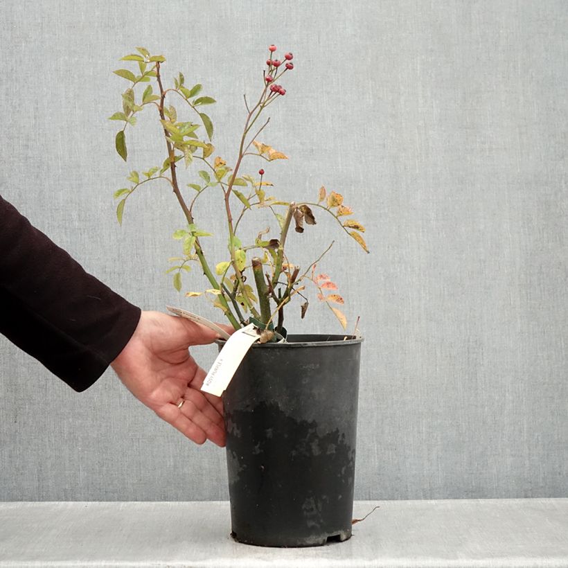 Exemplar von Rosa moschata Rosy Purple - Moschus-Rose Topf mit 4L/5L wie im Herbst geliefert