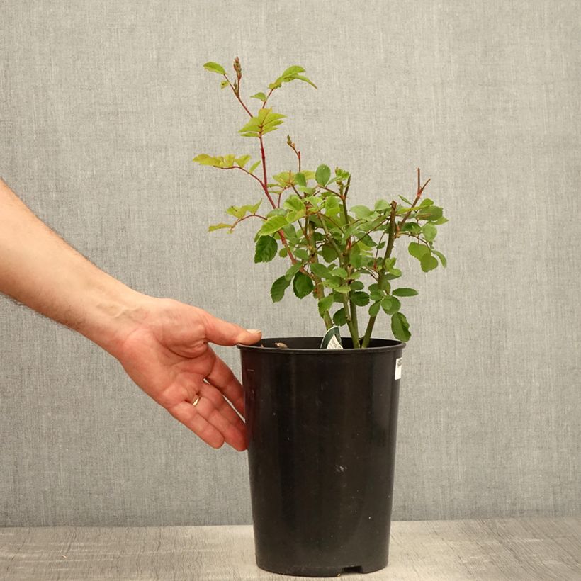 Exemplar von Rosa moschata Rosy Purple - Moschus-Rose Topf mit 4L/5L wie im Frühjahr geliefert