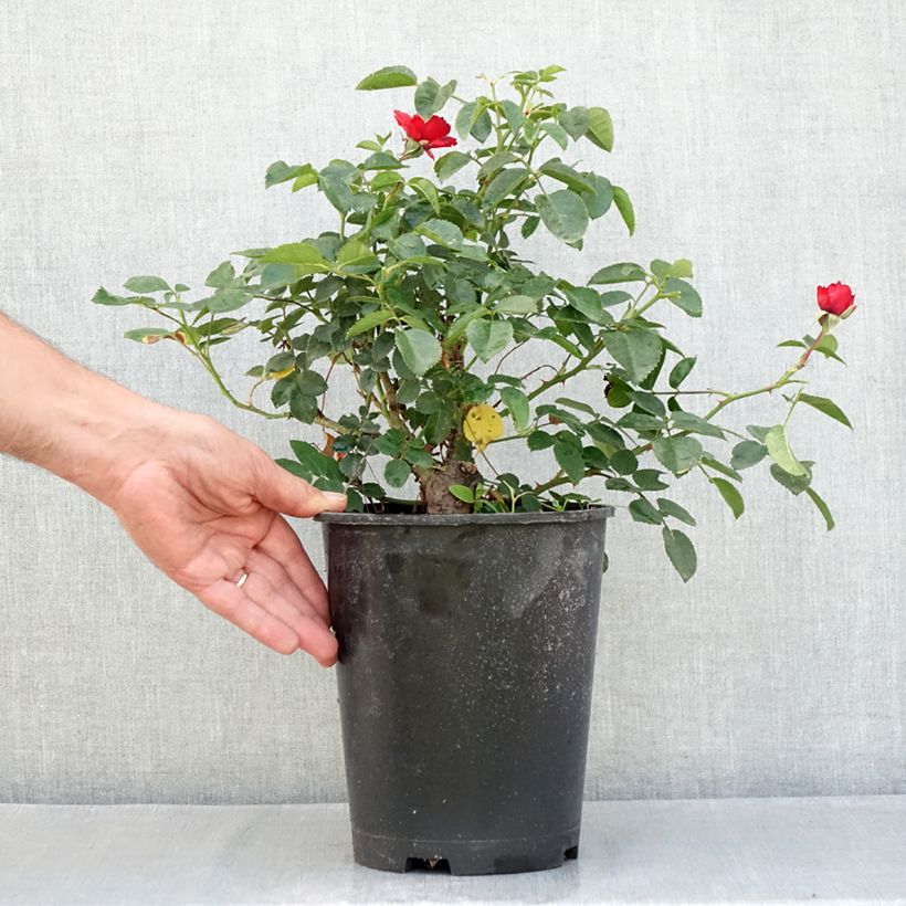 Exemplar von Rosier arbustif Scarlet Bonica Pot de 4L/5L wie im Sommer geliefert