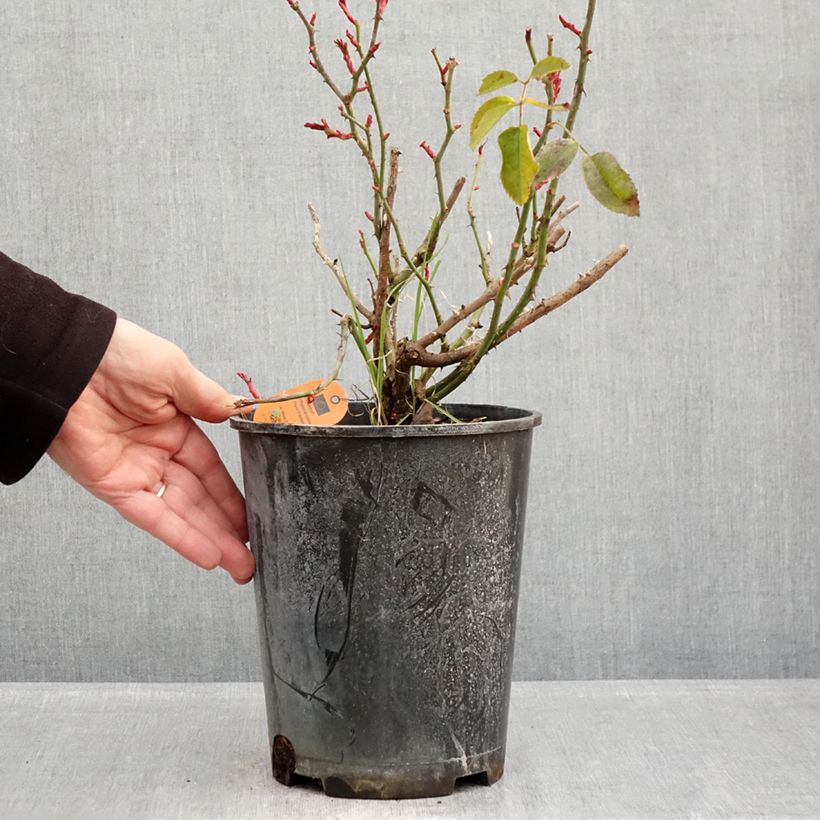 Exemplar von Rosa Scarlet Bonica - Beetrose Topf mit 4L/5L wie im Winter geliefert