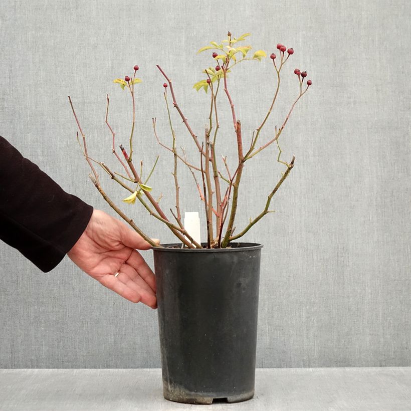 Exemplar von Rosa moschata Schubert - Moschus-Rose Topf mit 4L/5L wie im Herbst geliefert