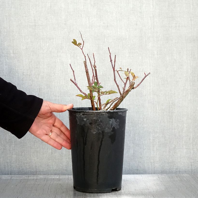 Exemplar von Rosa moschata Sibelius - Moschus-Rose Topf mit 4L/5L wie im Herbst geliefert