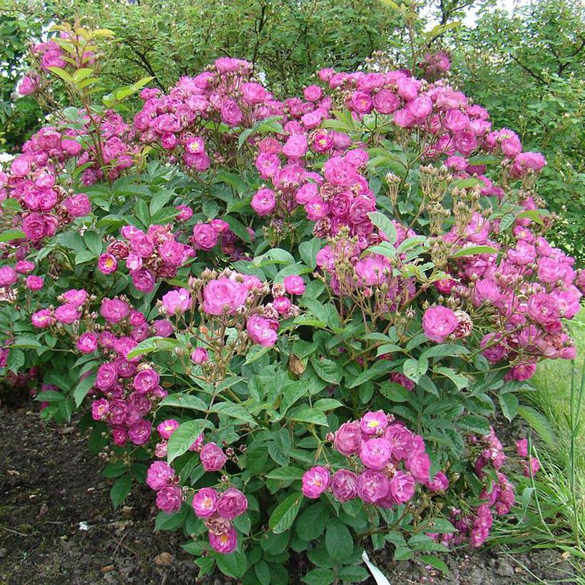 Rosa moschata Sibelius - Moschus-Rose (Hafen)