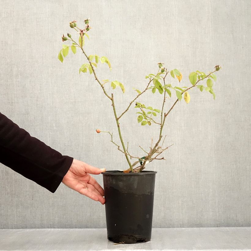 Exemplar von Rosa Smarty - Moderne Hybrid-Rose Topf mit 4L/5L wie im Herbst geliefert
