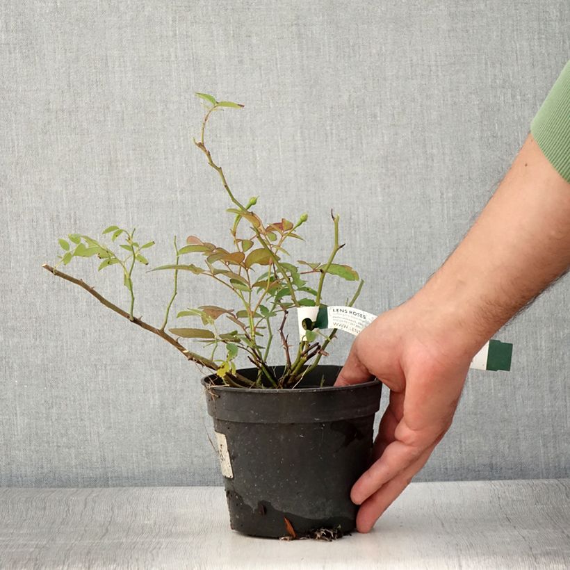 Exemplar von Rosa moschata Twins - Moschus-Rose Topf mit 1L/1,5L wie im Sommer geliefert