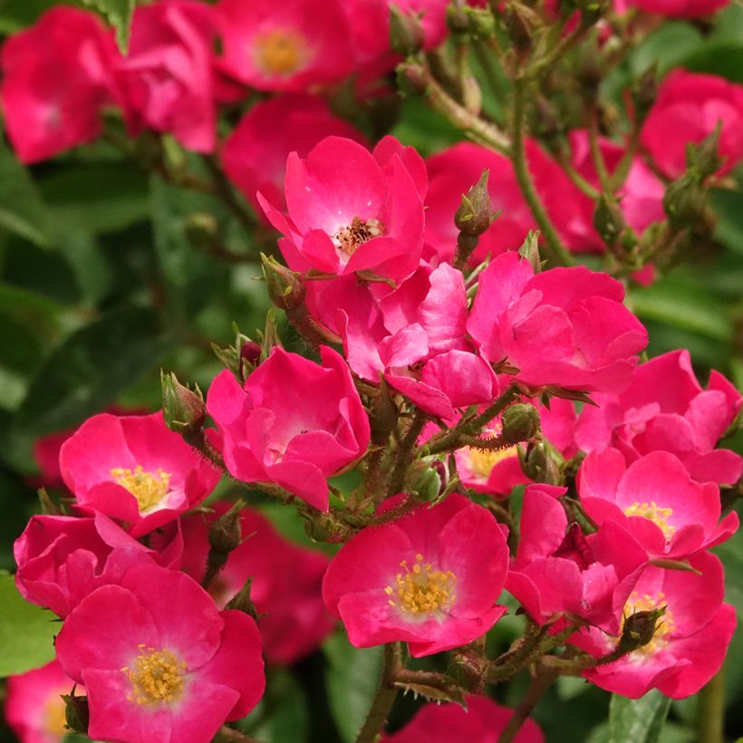 Rosa moschata Vif Eclat - Moschus-Rose (Blüte)