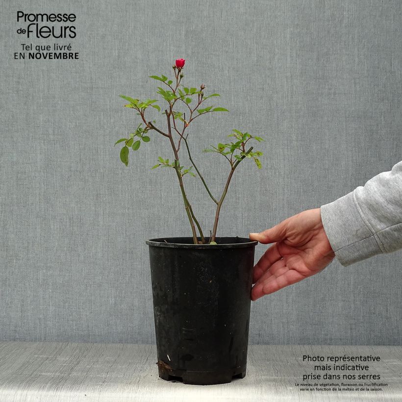 Exemplar von Rosa moschata Vif Eclat - Moschus-Rose Topf mit 4L/5L wie im Herbst geliefert