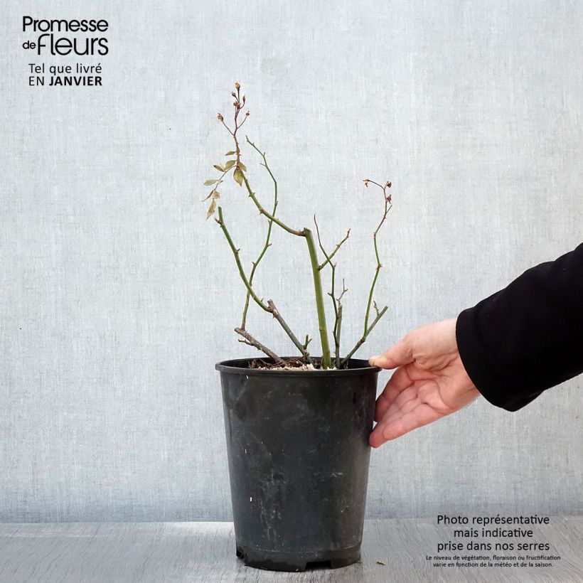 Exemplar von Rosa moschata Vif Eclat - Moschus-Rose Topf mit 4L/5L wie im Winter geliefert