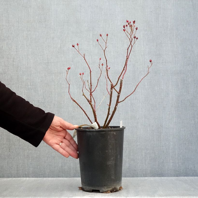 Exemplar von Rosa Violet Hood - Polyantha-Rose Topf mit 4L/5L wie im Herbst geliefert