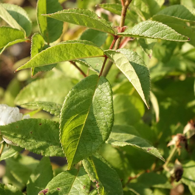 Rosa moschata Waterloo - Moschus-Rose (Laub)