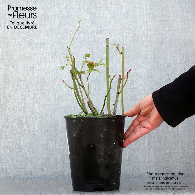 Exemplar von Rosa moschata Waterloo - Moschus-Rose Topf mit 4L/5L wie im Herbst geliefert