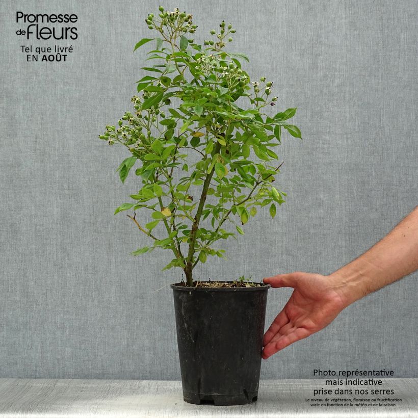 Exemplar von Rosa moschata Waterloo - Moschus-Rose Topf mit 4L/5L wie im Sommer geliefert