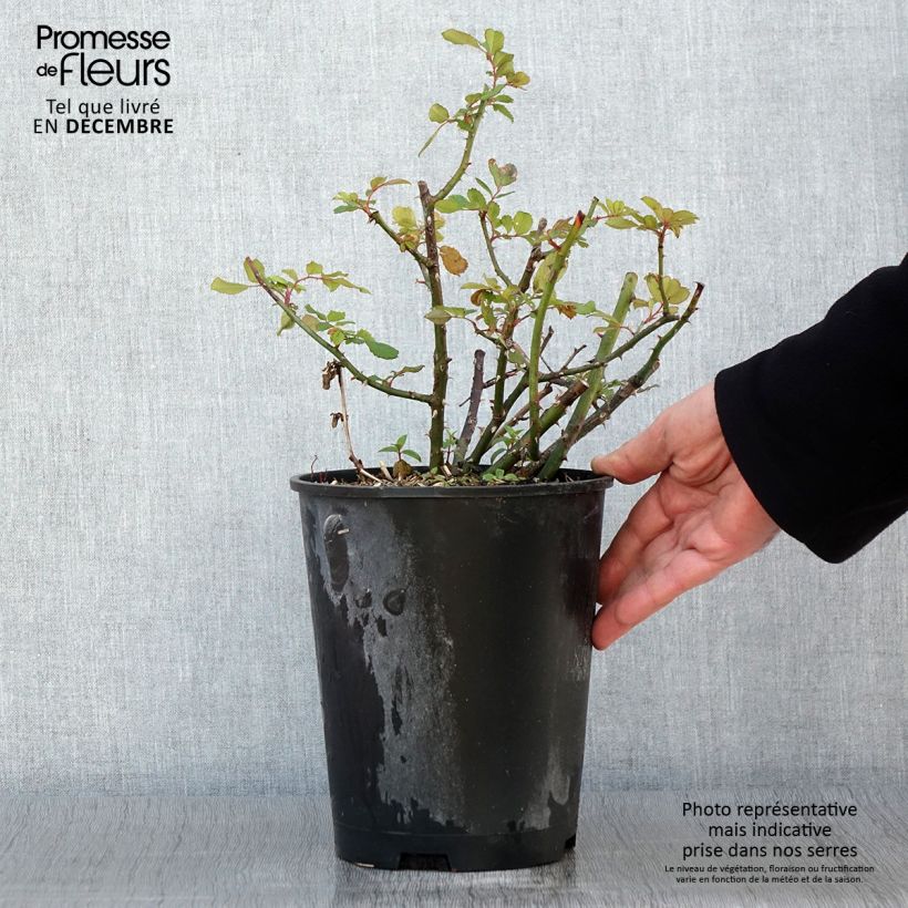 Exemplar von Rosa moschata White Magic - Moschus-Rose Topf mit 4L/5L wie im Herbst geliefert