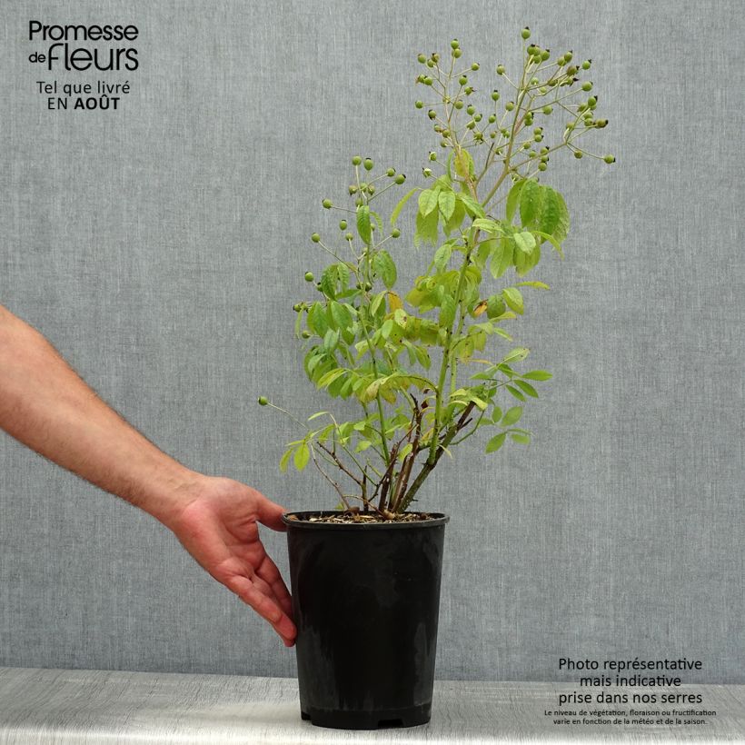 Exemplar von Rosa moschata White Magic - Moschus-Rose Topf mit 4L/5L wie im Sommer geliefert