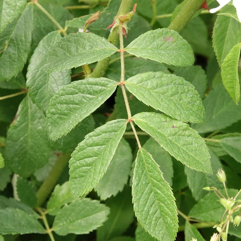 Rosa moschata White Magic - Moschus-Rose (Laub)