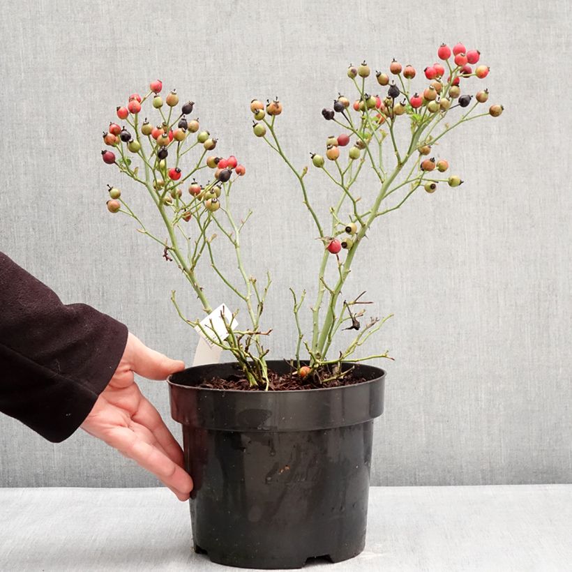 Exemplar von Rosa Bee Gold - Beetrose Topf mit 3L/4L wie im Winter geliefert