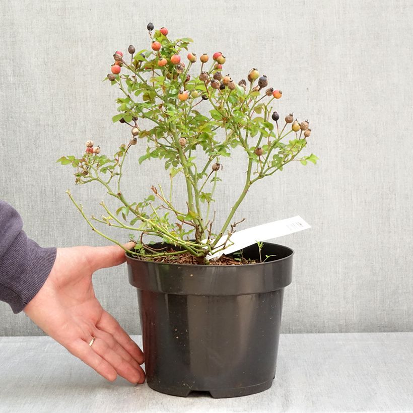 Exemplar von Rosa Bee Gold - Beetrose Topf mit 3L/4L wie im Frühjahr geliefert