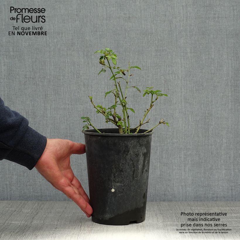 Exemplar von Rosa polyantha Bee's Paradise Light Red - Polyantha-Rose Topf mit 3L/4L wie im Herbst geliefert