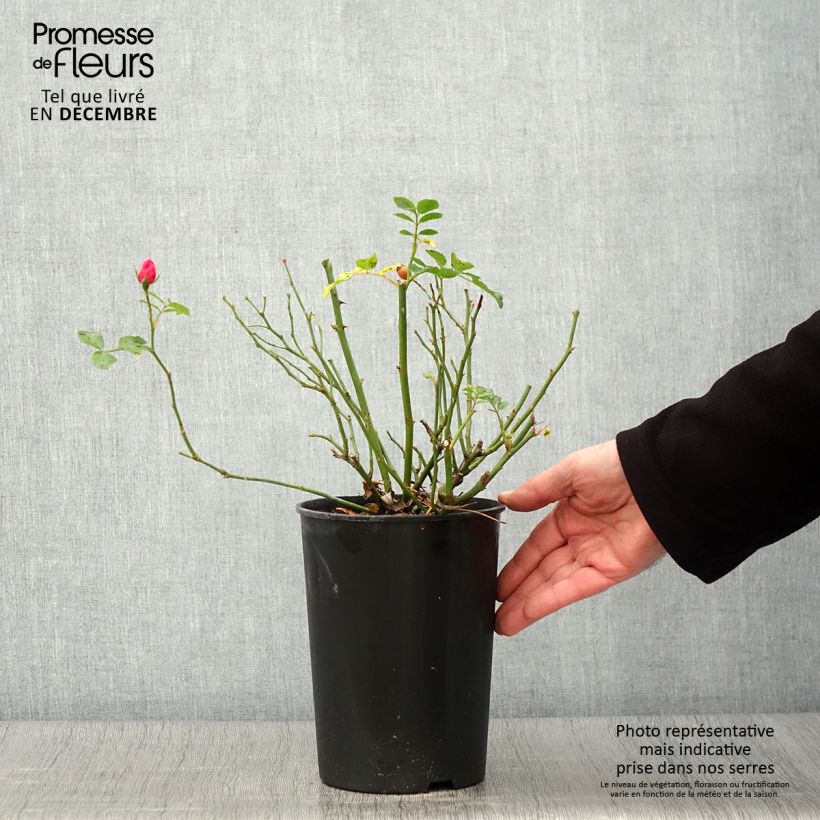 Exemplar von Rosa polyantha Bees Paradise Pink - Polyantha-Rose Topf mit 3L/4L wie im Herbst geliefert