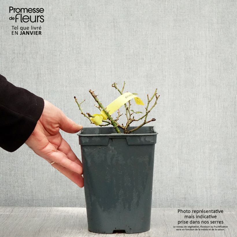 Exemplar von Rosa polyantha Bees Paradise Gelb - Polyantha-Rose Topf mit 3L/4L wie im Winter geliefert