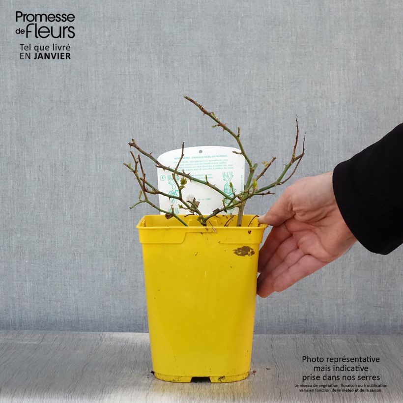 Exemplar von Rosa polyantha Bees Paradise Ivory - Polyantha-Rose Topf mit 3L/4L wie im Winter geliefert