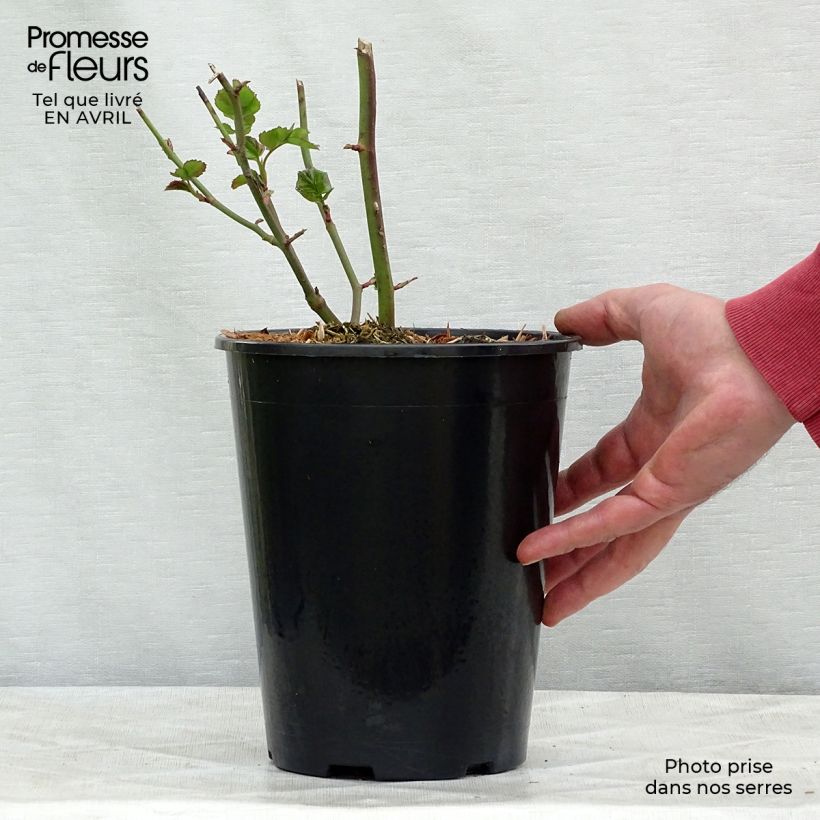 Exemplar von Rosa Bentheimer Gold - Beetrose Topf mit 2L/3L wie im Frühjahr geliefert