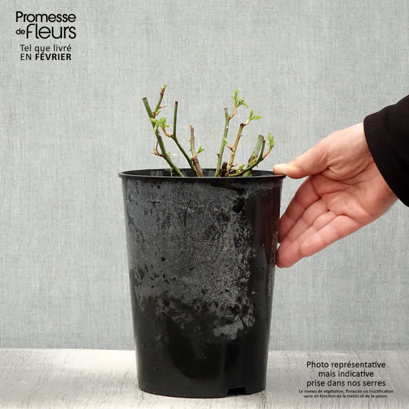 Exemplar von Rosa multiflora Bleu Magenta - Polyantha-Rose Topf mit 4L/5L wie im Winter geliefert