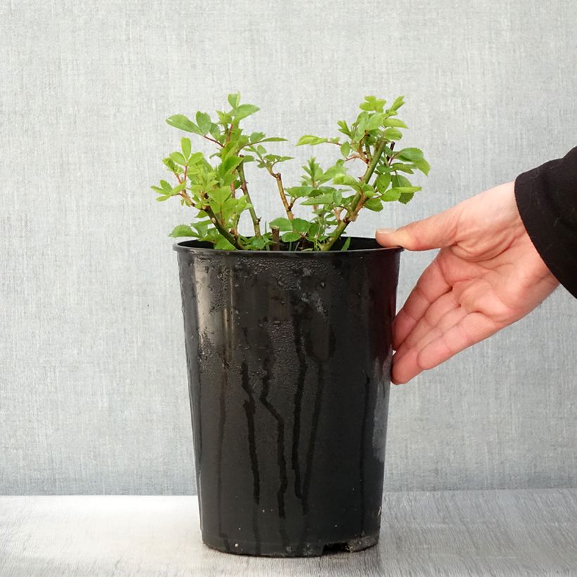 Exemplar von Rosa multiflora Bleu Magenta - Polyantha-Rose Topf mit 4L/5L wie im Frühjahr geliefert