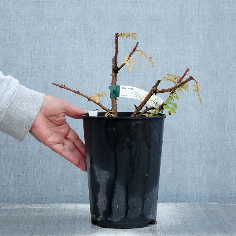 Exemplar von Rosa pendulina Bourgogne - Alpen-Hagrose Topf mit 4L/5L wie im Herbst geliefert