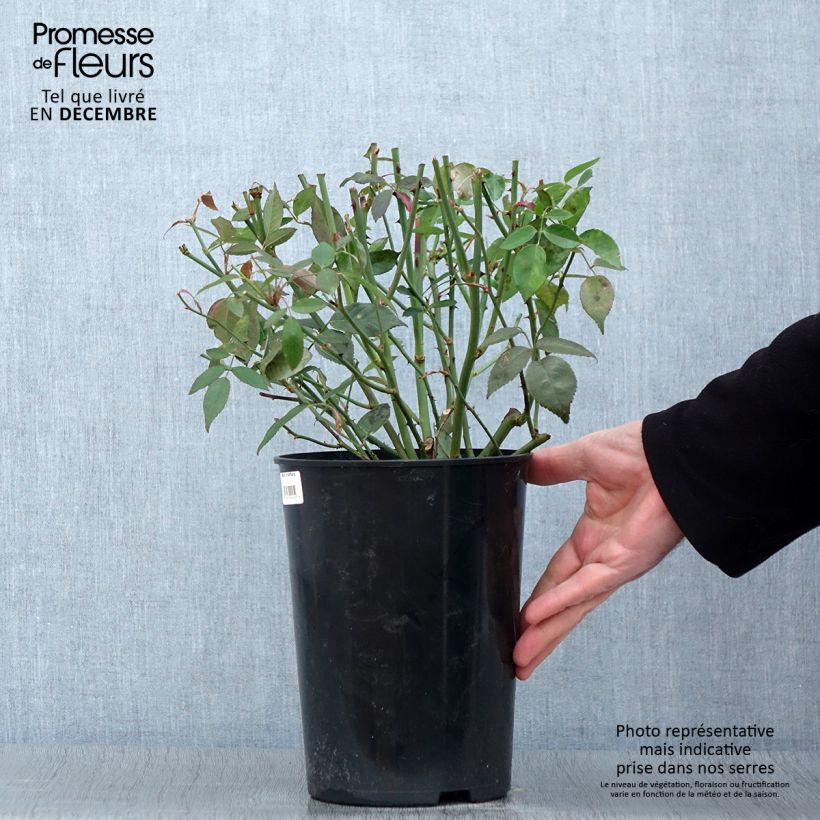 Exemplar von Rosa chinensis Viridiflora - Botanischer Rosenstrauch Topf mit 4L/5L wie im Herbst geliefert