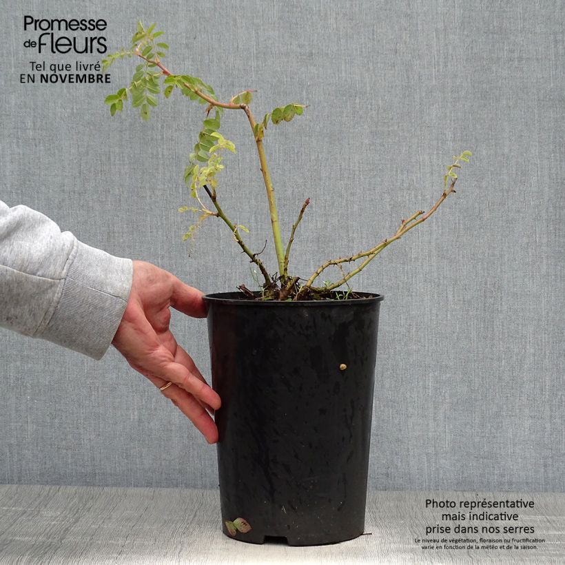 Exemplar von Rosa moyesii Geranium - Mandarin-Rose Topf mit 3L/4L wie im Herbst geliefert