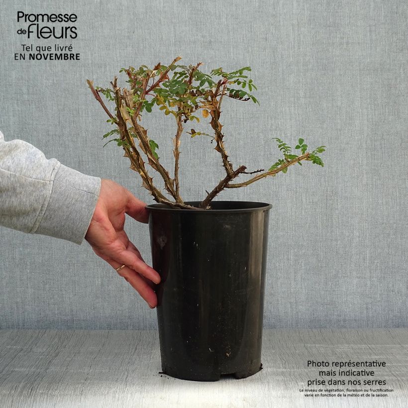 Exemplar von Rosa omeiensis Pteracantha - Omei-Rose Topf mit 4L/5L wie im Herbst geliefert