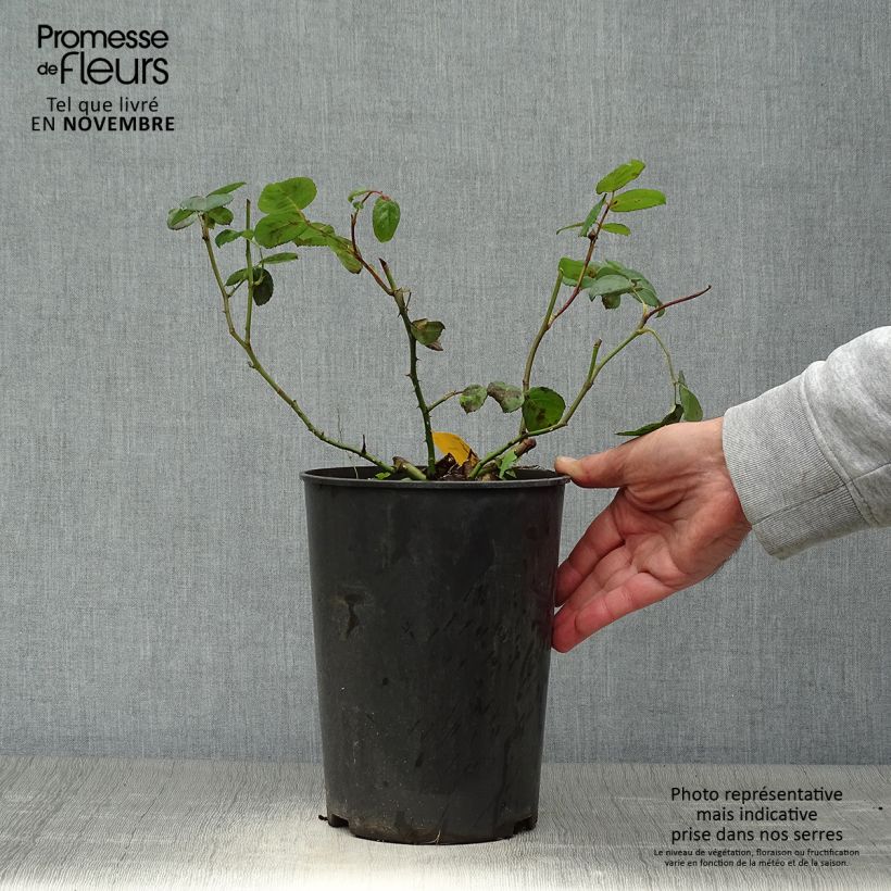Exemplar von Rosa Rosier buisson Eisvogel - Polyantha-Rose Topf mit 4L/5L wie im Herbst geliefert