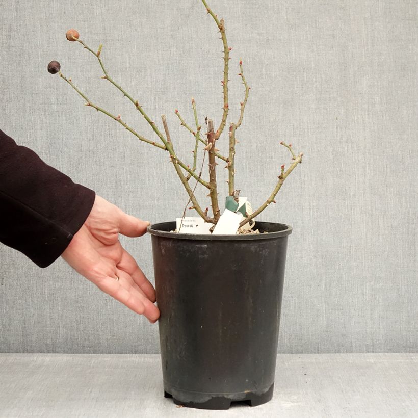 Exemplar von Rosa Pascali - Edelrose Topf mit 4L/5L wie im Winter geliefert